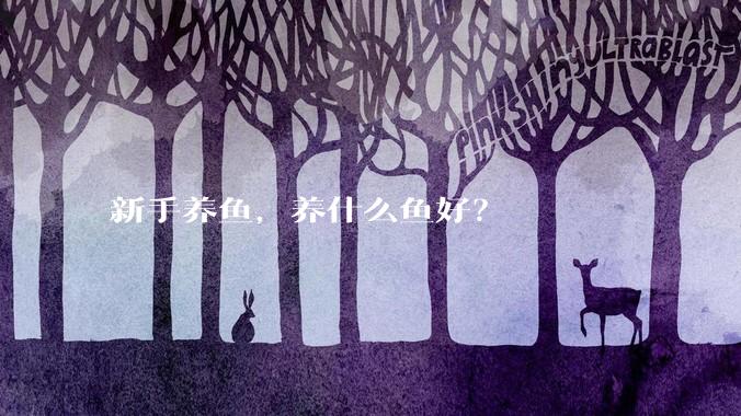 新手养鱼,养什么鱼好?