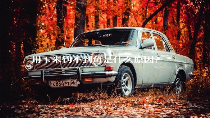 用玉米钓不到鱼是什么原因?