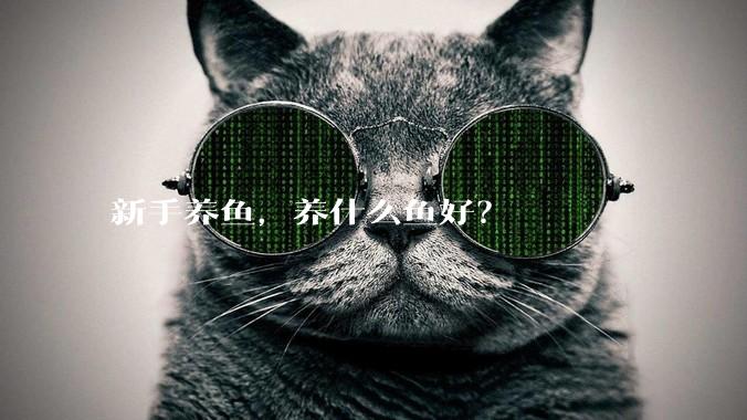 新手养鱼,养什么鱼好?